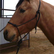 Rope Halter and Lead Rope