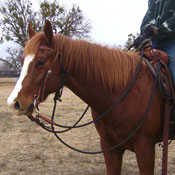 Custom Headstall with get down rope
