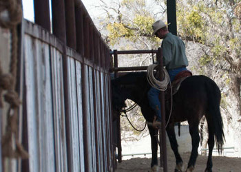 Horse Training