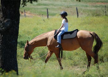 Northstar Equestrian